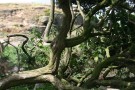Tree On Almscliff Crag